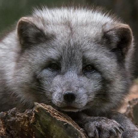 Github Zhenia Verbitskaya Goit Group Repo 01 Https Www Figma Com - Premium Dark Wallpaper Gallery - Mobile