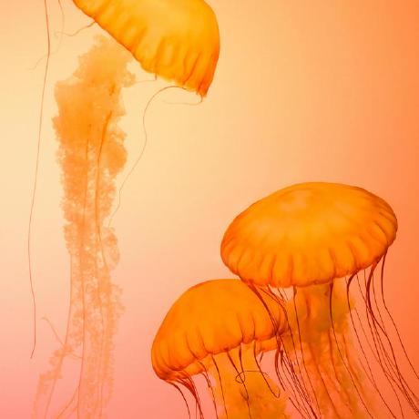 Raptordot Debasish Github - Best Geometric Pictures in Desktop