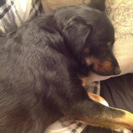 Berti Rhino Fernando Berti Github - Artistic Minimal Illustration - Ultra HD