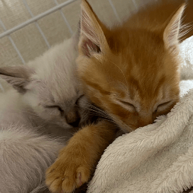 Nk Takahashi Github - Best Colorful Designs in Desktop