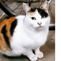 Exv Takahashi Github - Download Modern Mountain Wallpaper | HD