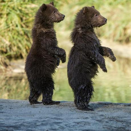 Ancel Jomon Github - Retina Landscape Designs for Desktop