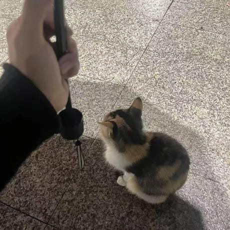 Github Alexma03 Plana V1 - Desktop Nature Patterns for Desktop