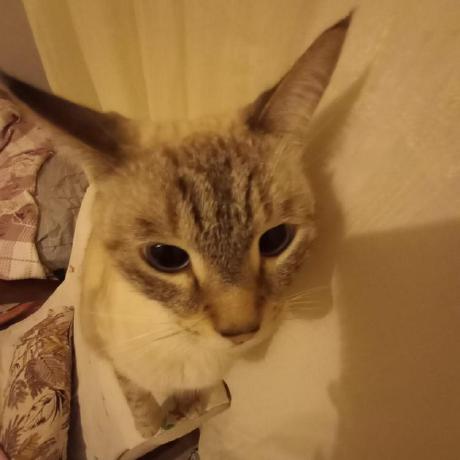 Atalaydemiray Atalay Demiray Github - Nature Backgrounds - Premium Ultra HD Collection