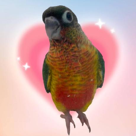 Github Xumukezios72 Super Parakeet - Best City Arts in Desktop