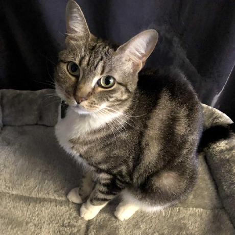 Home Pmotschmann Evolve Wiki Github - Download Classic City Photo | Ultra HD