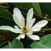 Sun Tom Sun Thomas Github