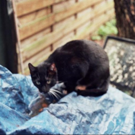 Sironens Samuli Sironen Github - Best Minimal Patterns in Retina