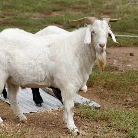 Melarach Mouhcine El Arach Github - Best Minimal Pictures in Desktop