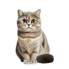 Hh Thompson Github - Artistic 8K Gradient Backgrounds | Free Download