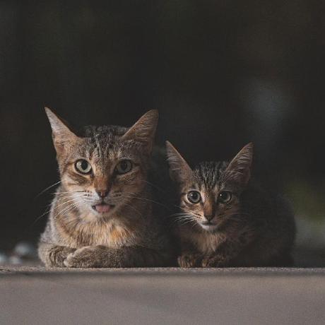 Vrajpatel105 Vraj Patel Github - Beautiful Ultra HD Nature Backgrounds | Free Download