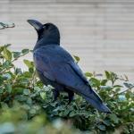 Github Tone Ghacc Digicre Converter - Premium Minimal Background Gallery - 4K