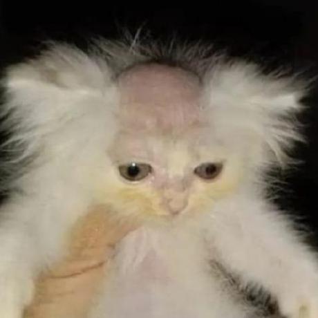 Github Gabobrandaodev Tempero Baiano - Elegant Nature Texture - Full HD