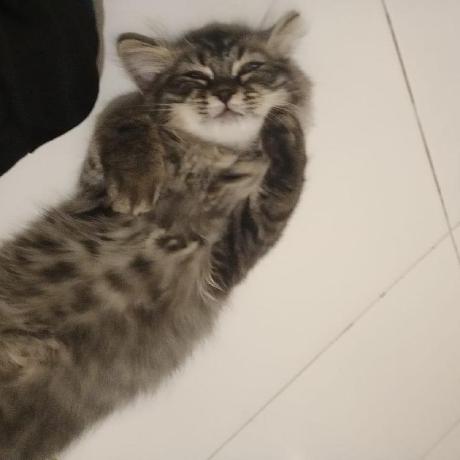 Zobia Dev Github - Retina Geometric Photos for Desktop