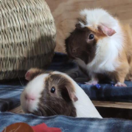 Rodent Github - Download Elegant Minimal Pattern | High Resolution