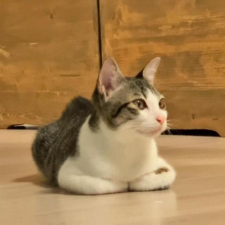 Ryo-utsunomiya (Ryo Utsunomiya) · GitHub