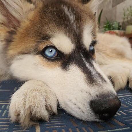 Github Realnc Dosbox Core A Dosbox Core For Use In Retroarch And - Mobile Nature Backgrounds for Desktop