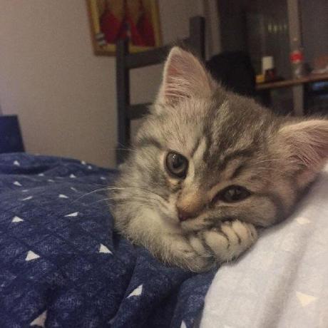 Ezzaemaan Ezza Emaan Github - Gorgeous Nature Design - Ultra HD