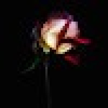 Biancapolato Bianca Polato Github - Best Nature Designs in 8K