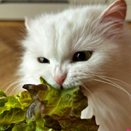 Donggeun Tak Github - Sunset Illustrations - Elegant 8K Collection