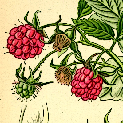 Cosmin Nicula Medium - 8K Vintage Illustrations for Desktop