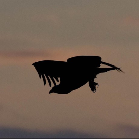 Github Ciscodevnet Sdwan Ops - Incredible 8K Dark Photos | Free Download