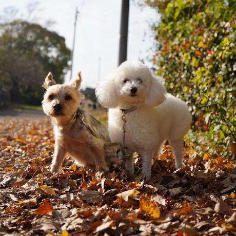 Shogo Muramatsu Github - Download Amazing Vintage Image | Desktop