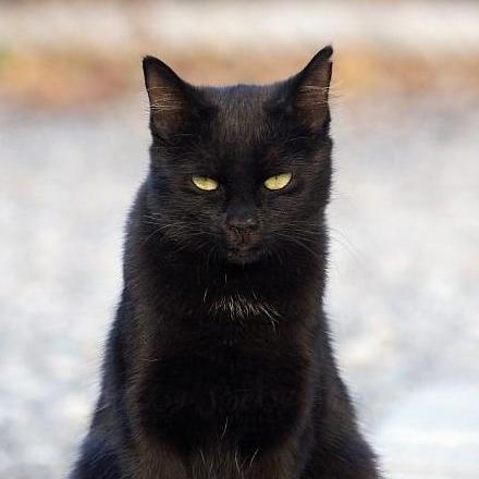 Github Nthanhdev Sof205 Qlbanhang Full Project M N Sof205 Fpt - Dark Illustration Collection - 4K Quality