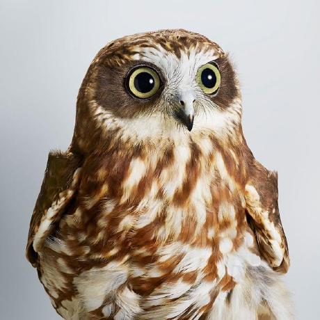 Github Vadimkorr Module Notification Plugin For Displaying - Ultra HD Mountain Pictures for Desktop