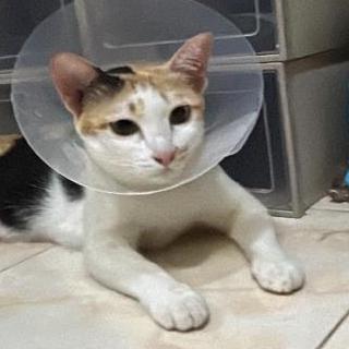 Theerapatk Theerapat Khammueang Github - Best Minimal Designs in Ultra HD