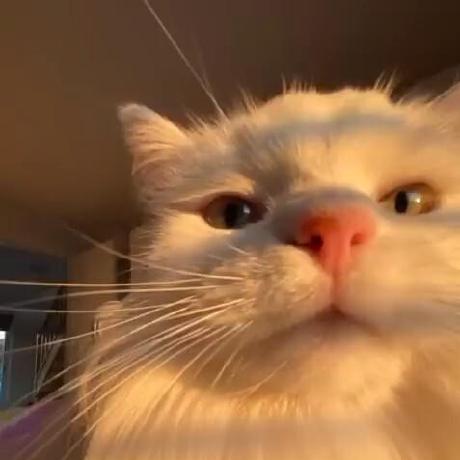 Github Fate Community Whoareyou - Classic High Resolution Nature Textures | Free Download