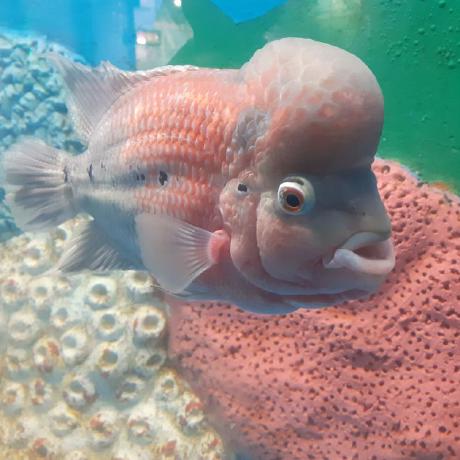 Ankanbasak0 Ankan Basak Github - Vintage Photo Collection - Full HD Quality