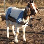 Github Tmtravlr Potioncore Minecraft Mod With Lots Of Potion Effects - Nature Backgrounds - Gorgeous High Resolution Collection