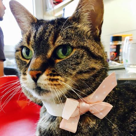 Github Silkyfuel Petrol Pump - Amazing Retina Colorful Images | Free Download