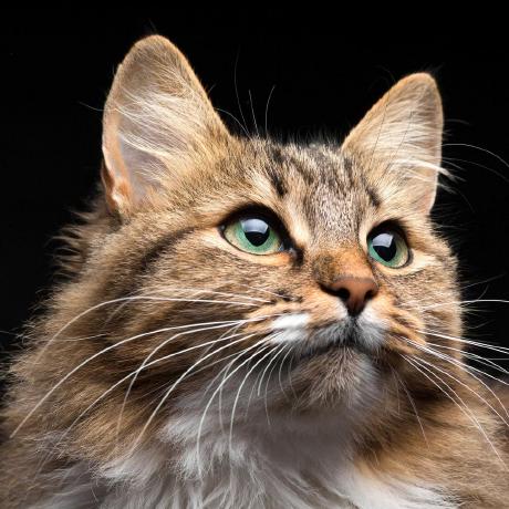 Release Notes Strapi 5 Documentation - Premium Light Illustration Gallery - High Resolution