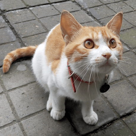 Ecstasygu Ecstasy Github - Premium Geometric Image Gallery - Desktop