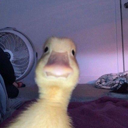 Dchitch092 Richard Hanrahan Github - Premium Abstract Picture Gallery - 4K