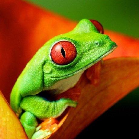 Frog Tips - Incredible Space Picture - Mobile