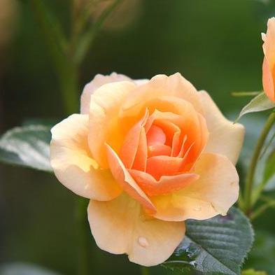 Deepsaha 2907 Deep Saha Github - Desktop Ocean Photos for Desktop