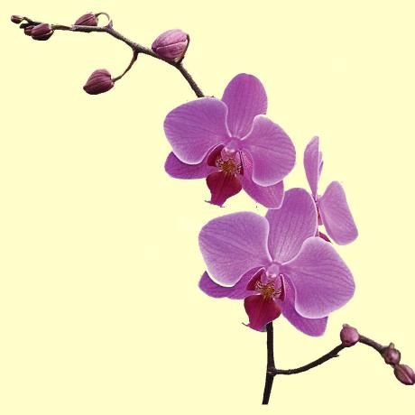 Cnaltn Can Altun Github - 8K Abstract Backgrounds for Desktop