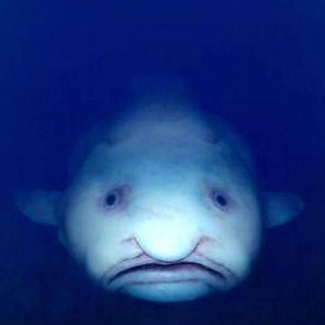 Ferrallas Charls Github - Mobile Nature Backgrounds for Desktop