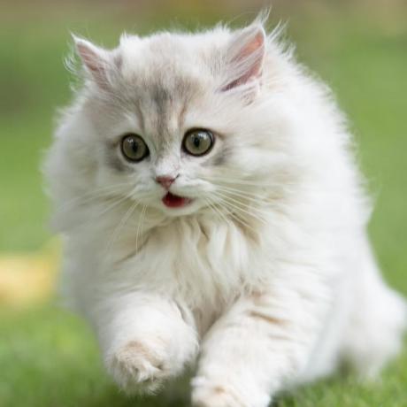 Lyu Codelab Lyu Github - Mobile Geometric Arts for Desktop