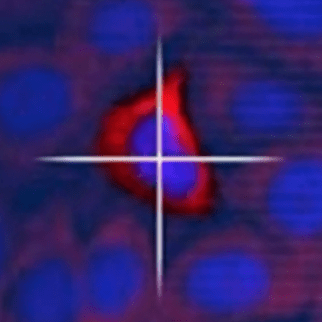 Github Carpenterlab 2016 Bray Natureprotocols Supporting Data Files - Gradient Images - Incredible 4K Collection