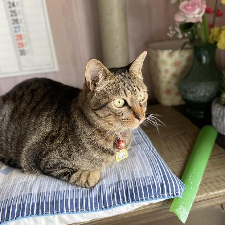 Github Kosuke Taniguchi Goblogcleanarch - Mountain Images - Gorgeous Desktop Collection