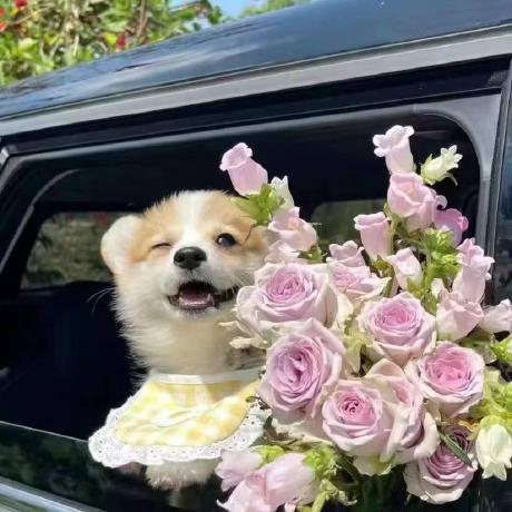 Dahu Jahn Github - Best Vintage Designs in Ultra HD