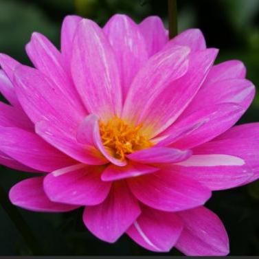 Priyankamk Priya Github - Space Illustrations - Amazing HD Collection