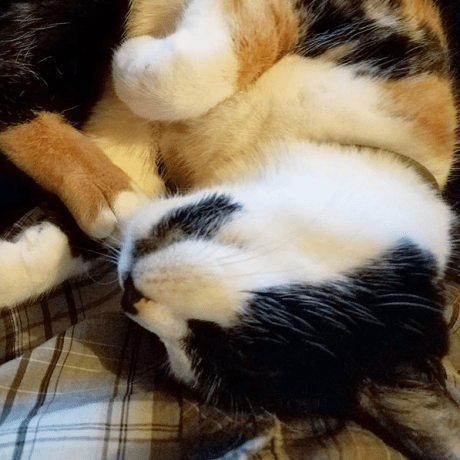 Stalker La Trainers Never Dizzy Github Topics Github - Best Vintage Backgrounds in Desktop