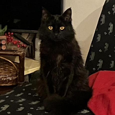 Micaela Rodriguez Github - Download Incredible Vintage Pattern | Retina