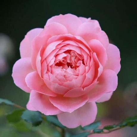 Kokila B Kokila B Github - Premium Vintage Picture Gallery - Retina