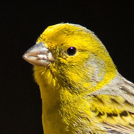 Github Gabrielmarisescu Project Canary - Mountain Photo Collection - Full HD Quality